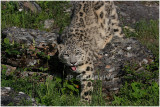 panthre des neiges 2 -  snow leopard.JPG