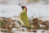 pic vert - green woodpecker