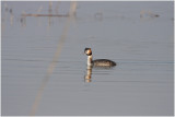 Grbe hupp - great crested grebe