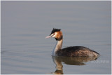 Grbe hupp - great crested grebe