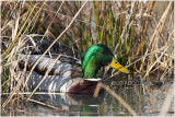 Canard colvert mle - mallard duck