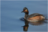 grebe a cou noir  -  black necked grebe