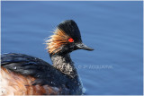 grebe a cou noir - black necked grebe