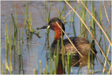 grbe castagneux - little grebe