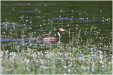 Grbe hupp et petits - great crested grebe