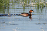 Grbe hupp et petit - great crested grebe