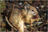 ecureuil terrestre -  ground squirrel.jpg