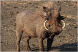 phacochere -  warthog 1.jpg
