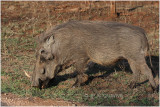 phacochere -  warthog 2.jpg