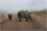 rhinos in the mist.JPG