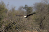 aigle pcheur -  fish eagle 1.jpg