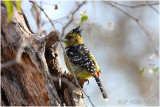 barbican -  crested barbet.jpg