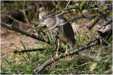bihoreau gris -  black crowned night heron