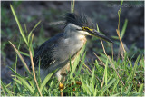 hron stri -  greenbacked heron.jpg