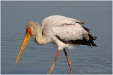tantale ibis -  yellow billed stork.jpg