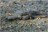 accouplement de varans -  mating nile monitor 2.jpg