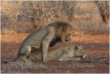 lions mating - accouplement lions