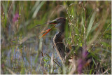 hron pourpr - purple heron