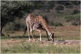 Girafe - Giraffe.JPG