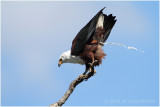 Aigle pcheur - Fish-eagle 1.JPG