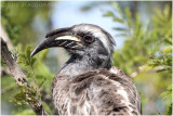 Calao  bec noir - Grey hornbill 3.JPG