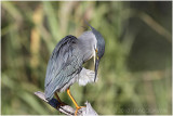 Hron stri - green-backed heron 2.JPG