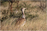 Outarde kori - Kori bustard.JPG