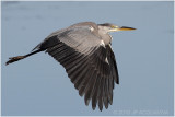 grey heron - hron cendr.JPG