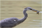 Grey heron with crayfish - hron cendr avec ecrevisse.JPG