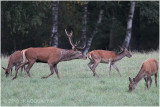 cerf au brame - red deer rut 1853.JPG