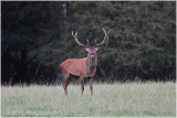 cerf elaphe - red deer 1818.JPG