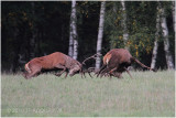 combat de cerf - red deer fight 1831.JPG