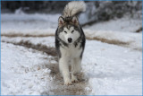 Jake in the snow