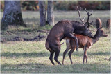 accouplement cerf - red deer mating.JPG