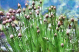 chives au naturel