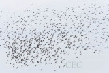Merlin at lower left with Starlings, wider view of previous DPP_1634200.jpg