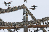 Close-up of previous, Starlings DPP_1634201 copy.jpg