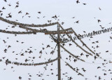 Starlings,  DPP_1634201.jpg