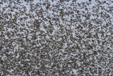 Starlings, DPP_1634203.jpg