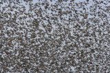 Starlings,  DPP_1634203.jpg