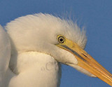 Young Bird, long thin light feathers front of crown  16033292 copy.jpg