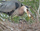 Large Carp the Chicks couldnt possibly eat, Great Blue Herons DPP_1033542 .jpg