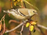 American Goldfinch, Wenatchee, winter plumage, September DPP_1006654.jpg
