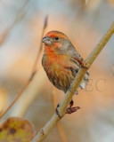 House Finch, male, Orange Variant DPP_1008612 copy.jpg