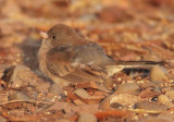 Dark-eyed Junco, young gray-headed, Yakima DPP_1042499 copy.jpg