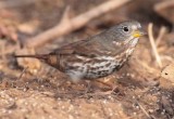 Fox Sparrow, Yakima DPP_1042714 .jpg