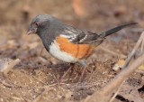 Rufous Sided Towhee, Yakima DPP_1042804 copy.jpg