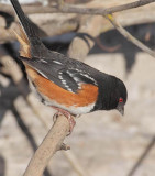Rufous Sided Towhee, Yakima DPP_1042870 copy.jpg