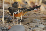 Rufous Sided Towhee, Yakima DPP_1008618 copy.jpg