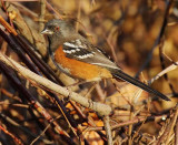 Rufous Sided Towhee, Yakima DPP_1008624 copy.jpg